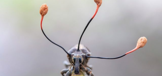 La espectacular imagen de un “hongo zombi” que toma el control absoluto de un escarabajo en Perú