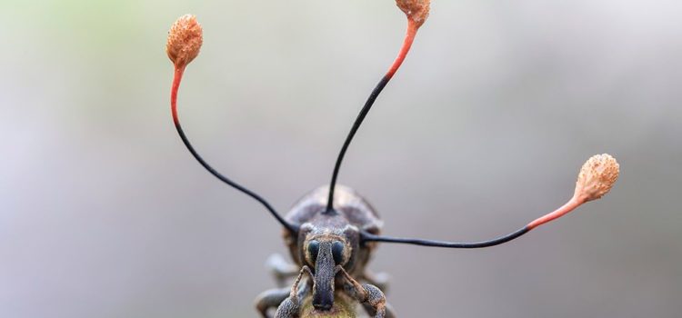 La espectacular imagen de un “hongo zombi” que toma el control absoluto de un escarabajo en Perú