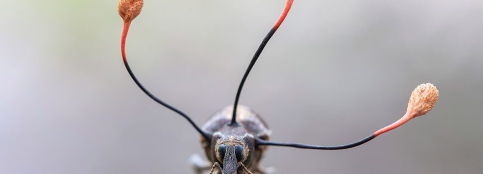 La espectacular imagen de un “hongo zombi” que toma el control absoluto de un escarabajo en Perú