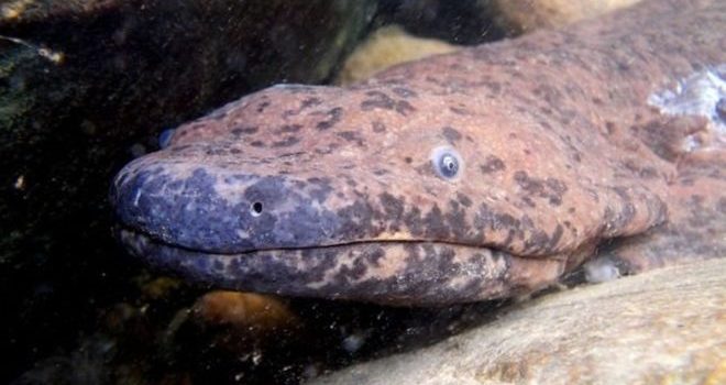El “anfibio más grande del planeta” fue descubierto en un museo