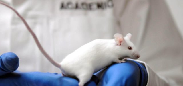 ¿Por qué se utilizan ratones en los laboratorios?