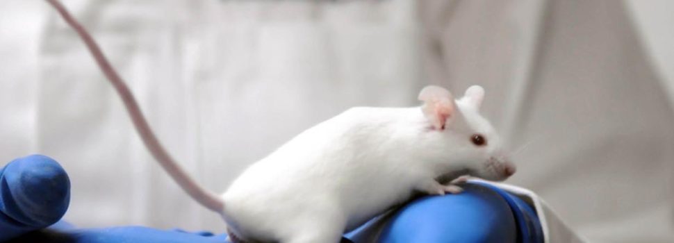 ¿Por qué se utilizan ratones en los laboratorios?
