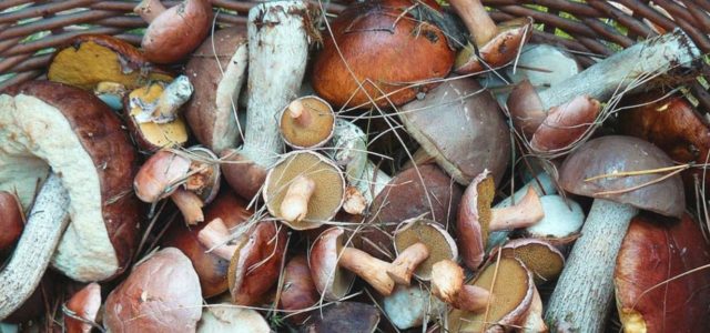 Hongos comestibles: Carne de dioses contra el hambre y la obesidad
