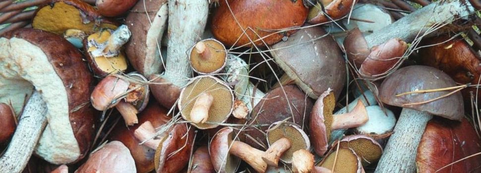 Hongos comestibles: Carne de dioses contra el hambre y la obesidad