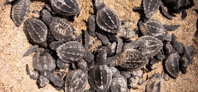 Puerto Vallarta es uno de los estados santuario para las tortugas
