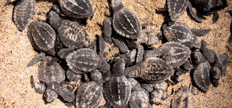 Puerto Vallarta es uno de los estados santuario para las tortugas