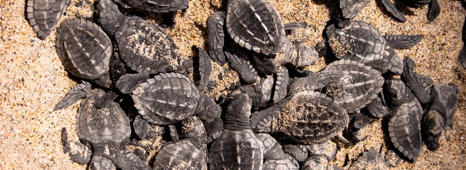 Puerto Vallarta es uno de los estados santuario para las tortugas