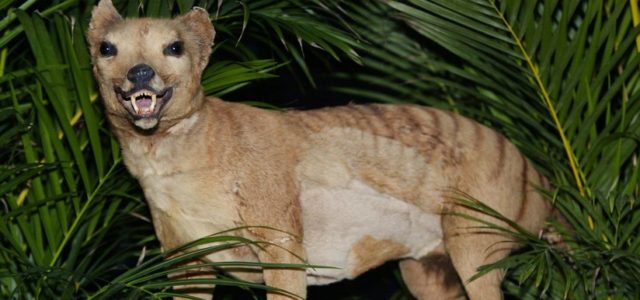 ¿El tigre de Tasmania regresa de la extinción?