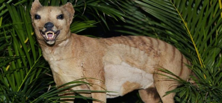 ¿El tigre de Tasmania regresa de la extinción?