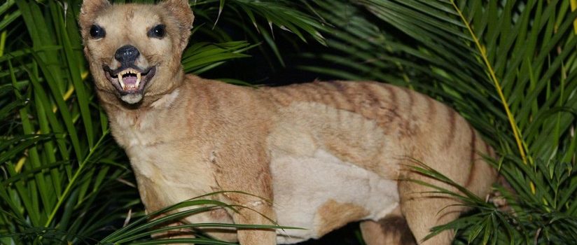 ¿El tigre de Tasmania regresa de la extinción?