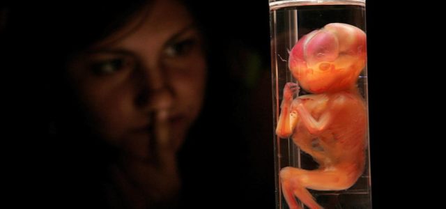 ¿Por qué la bioética permite el aborto hasta las 12 semanas?