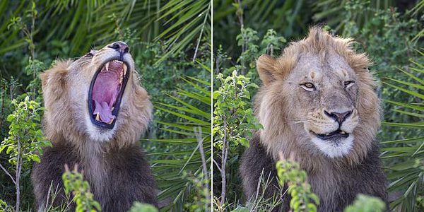 Un enorme león aterroriza a un fotógrafo con un rugido fuerte y luego “se ríe” de él
