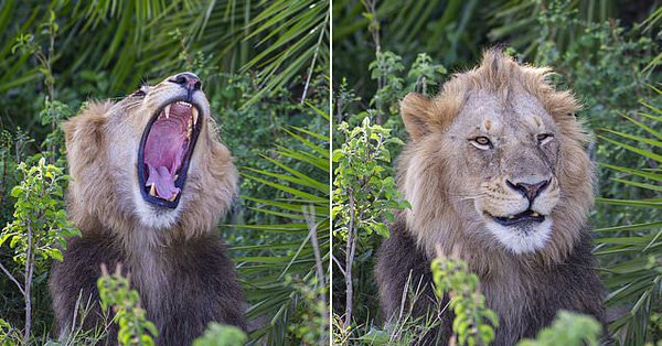 Un enorme león aterroriza a un fotógrafo con un rugido fuerte y luego “se ríe” de él