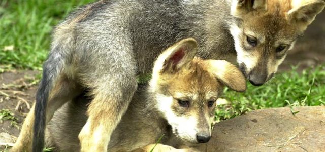 Captan nacimiento en Chihuahua de lobo mexicano en vida silvestre