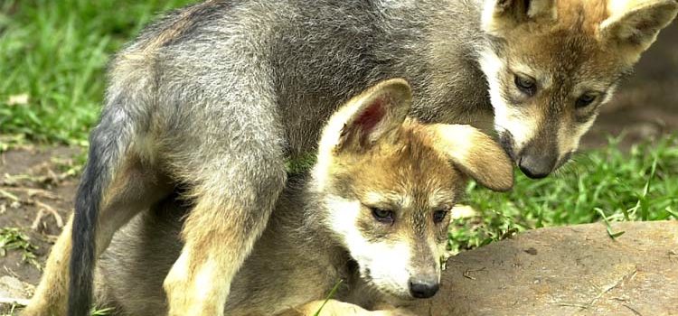 Captan nacimiento en Chihuahua de lobo mexicano en vida silvestre
