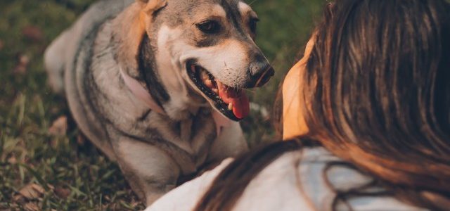 Besar a mascotas podría afectar el hígado y los pulmones