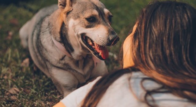 Besar a mascotas podría afectar el hígado y los pulmones