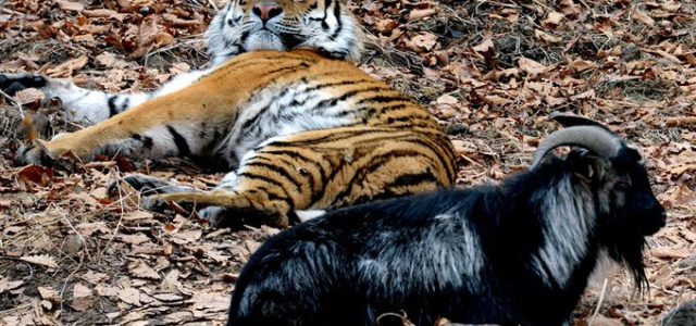 Fin a una curiosa amistad: fallece la cabra Amur, cuyo apego al tigre Timur los hizo famosos en Rusia