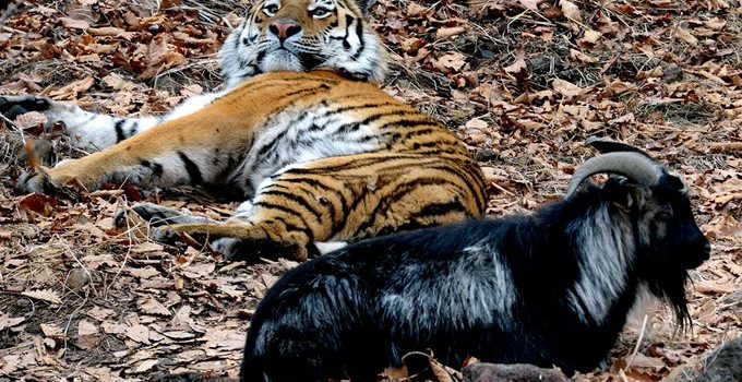 Fin a una curiosa amistad: fallece la cabra Amur, cuyo apego al tigre Timur los hizo famosos en Rusia