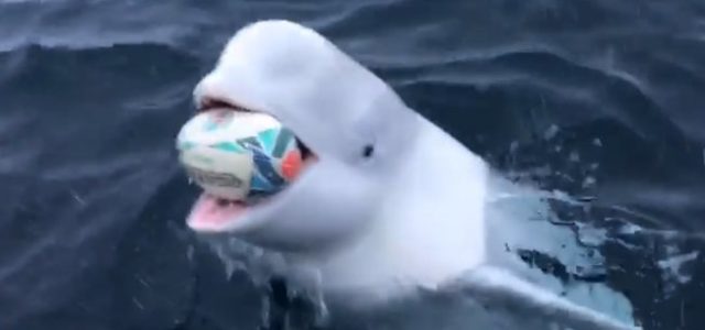 Captan a una ballena beluga jugar rugby con un marinero