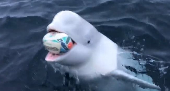 Captan a una ballena beluga jugar rugby con un marinero