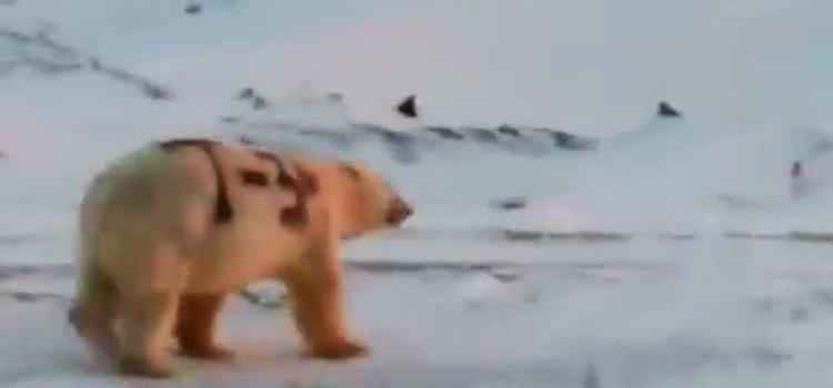 Oso polar pintado con aerosol causa indignación y su vida peligra