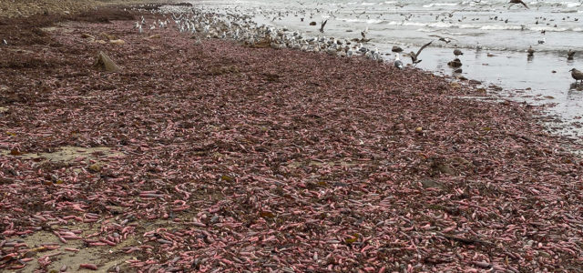 Tormenta causa invasión de «peces pene» en las playas de California