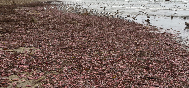 Tormenta causa invasión de «peces pene» en las playas de California