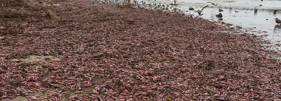 Tormenta causa invasión de «peces pene» en las playas de California