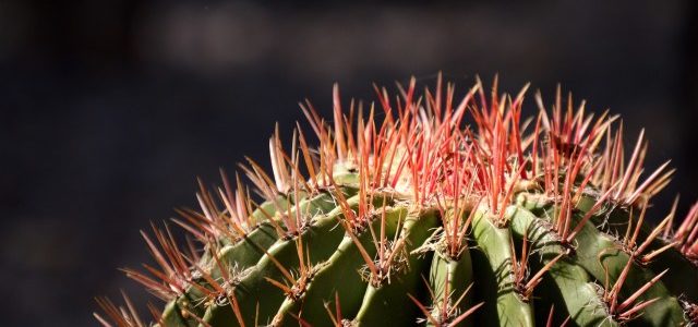 La historia de un emprendedor que enseña a cultivar cactus
