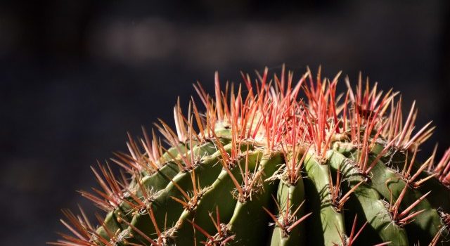 La historia de un emprendedor que enseña a cultivar cactus