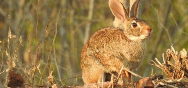Catalogan por primera vez “en peligro” al conejo de monte