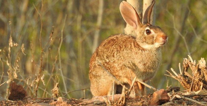Catalogan por primera vez “en peligro” al conejo de monte