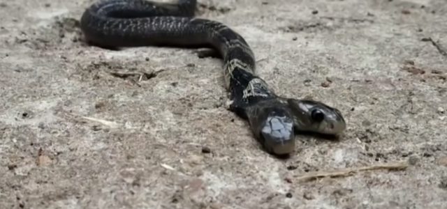 Hallan cobra de dos cabezas en la India y aldeanos rehúsan a entregarla a las autoridades por creencias mitológicas
