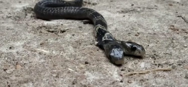 Hallan cobra de dos cabezas en la India y aldeanos rehúsan a entregarla a las autoridades por creencias mitológicas