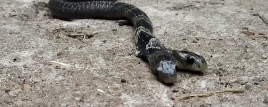 Hallan cobra de dos cabezas en la India y aldeanos rehúsan a entregarla a las autoridades por creencias mitológicas