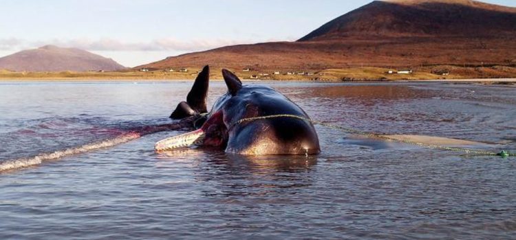 Con 100 kilos de basura en su estómago, encuentran a ballena muerta