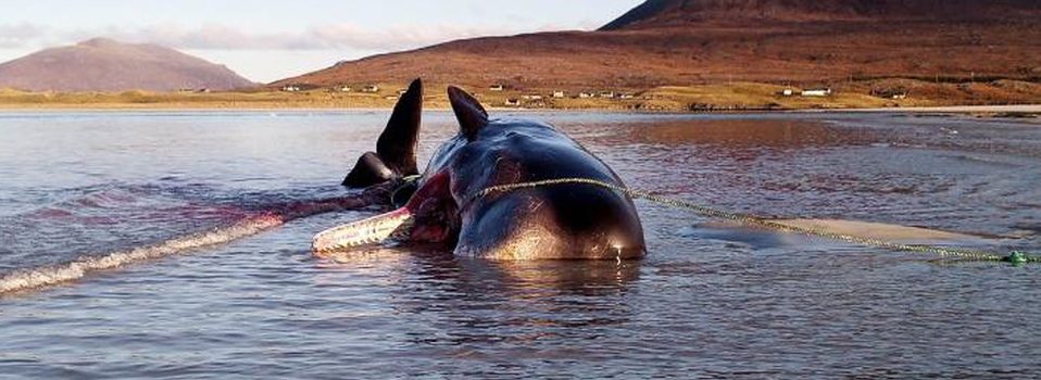 Con 100 kilos de basura en su estómago, encuentran a ballena muerta