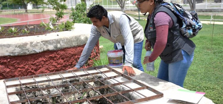 Participación ciudadana, clave en la lucha contra el dengue: SSY