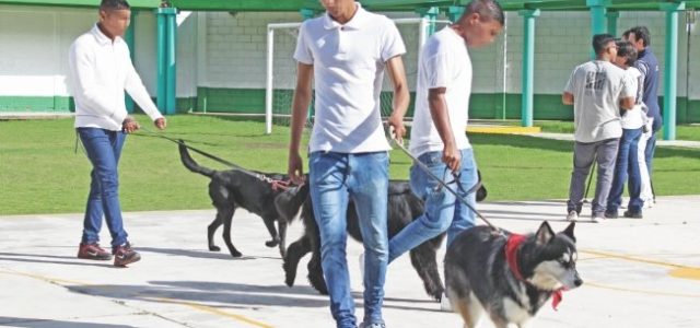 Perros e internos: asistencia mutua