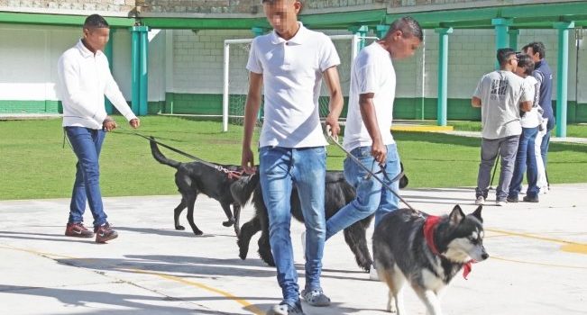 Perros e internos: asistencia mutua