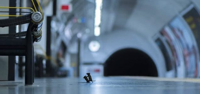 Pelea de ratones en el metro de Londres, mejor foto de naturaleza del 2019