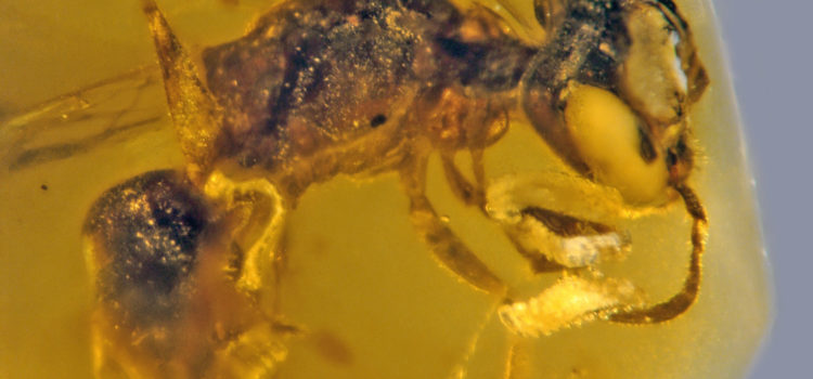 La abeja más antigua conocida se conserva en ámbar y tiene rasgos carnívoros
