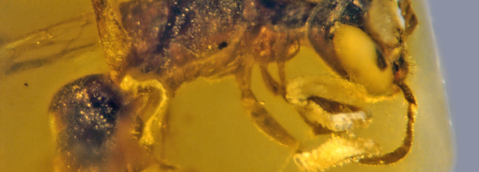 La abeja más antigua conocida se conserva en ámbar y tiene rasgos carnívoros