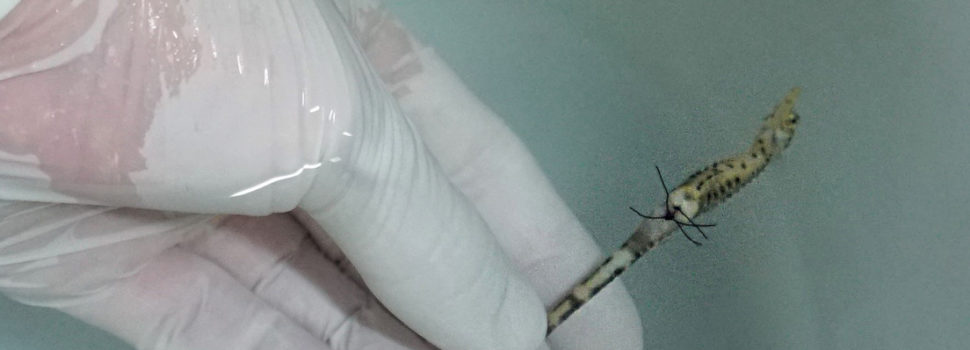 Veterinarios de España salvan a un caballito de mar con una microcirugía
