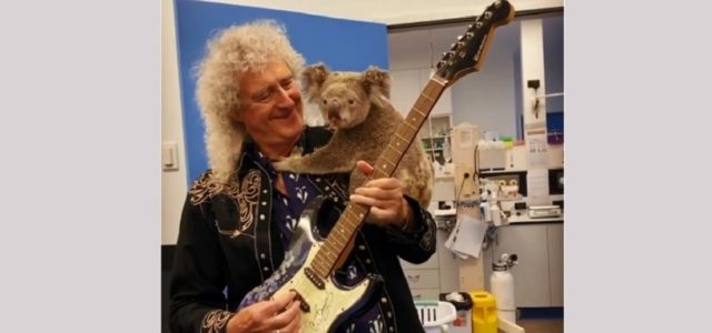 Brian May, el guitarrista de Queen, da un ‘concierto privado’ para un koala salvado de los incendios en Australia