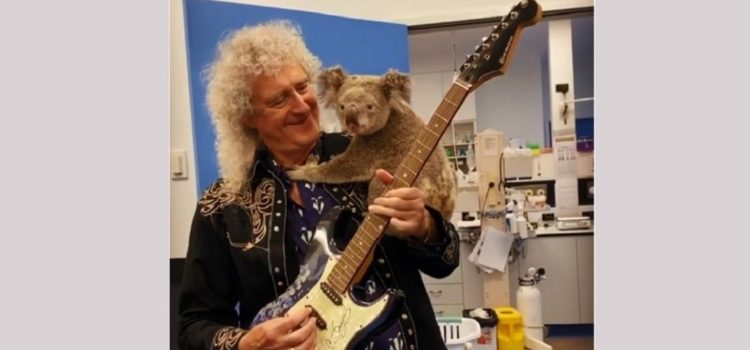 Brian May, el guitarrista de Queen, da un ‘concierto privado’ para un koala salvado de los incendios en Australia