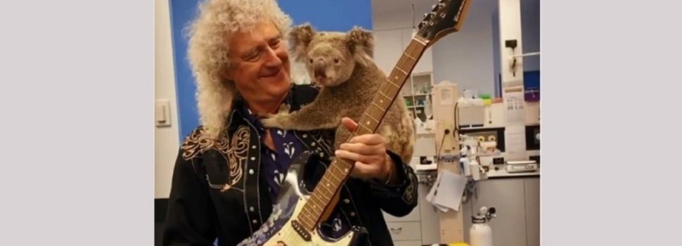 Brian May, el guitarrista de Queen, da un ‘concierto privado’ para un koala salvado de los incendios en Australia