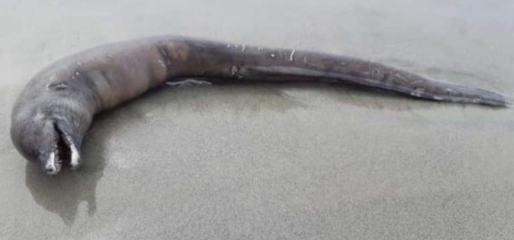 Descubren extraña criatura en playa de Puerto Vallarta