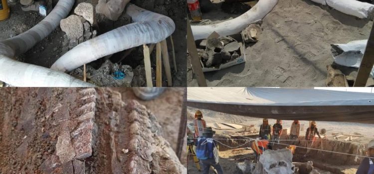 Hasta ahora han sido hallados restos de 60 mamuts en aeropuerto de Santa Lucía